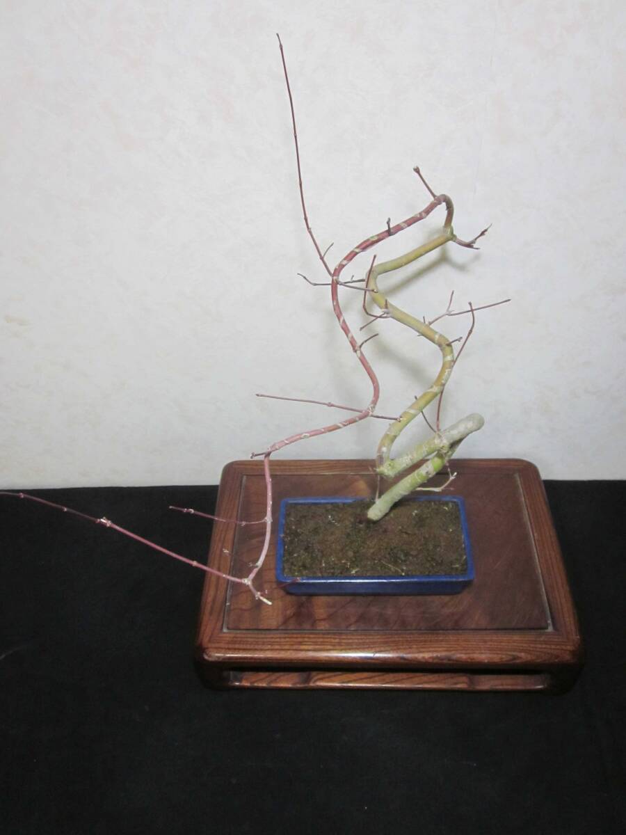  rare rare article .... pattern mountain maple yamamomiji manner .. writing person tree bring-your-own. . manner bonsai height of tree 43 centimeter ( ground . from 37 centimeter )