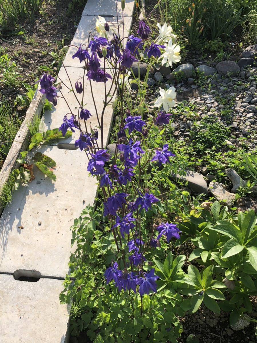 花種　オダマキ　紫　宿根草　約20粒　北海道より_画像3