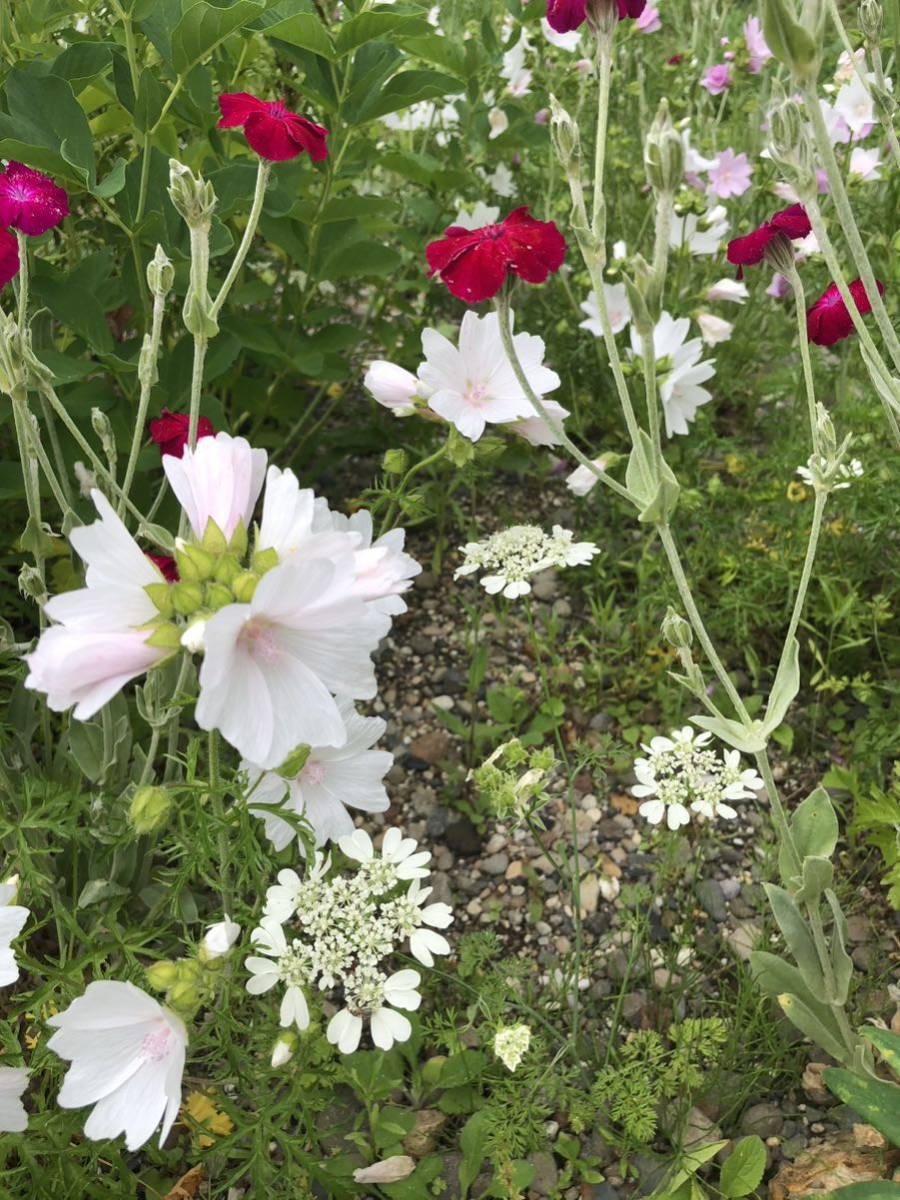 ムスクマロー　種　白　宿根草　花殻10個　北海道より_画像3