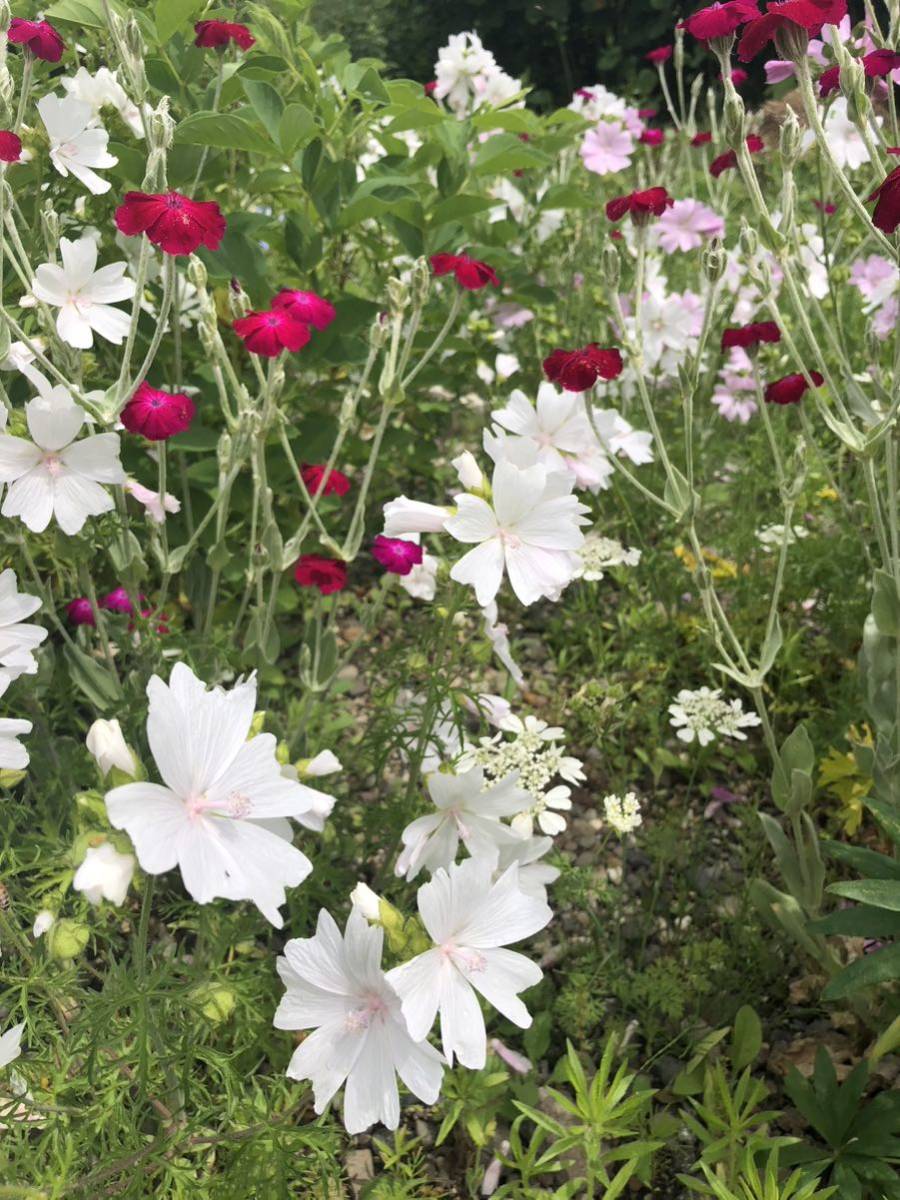 ムスクマロー　種　ピンク　宿根草　可愛い　花殻約10個　北海道より_画像5