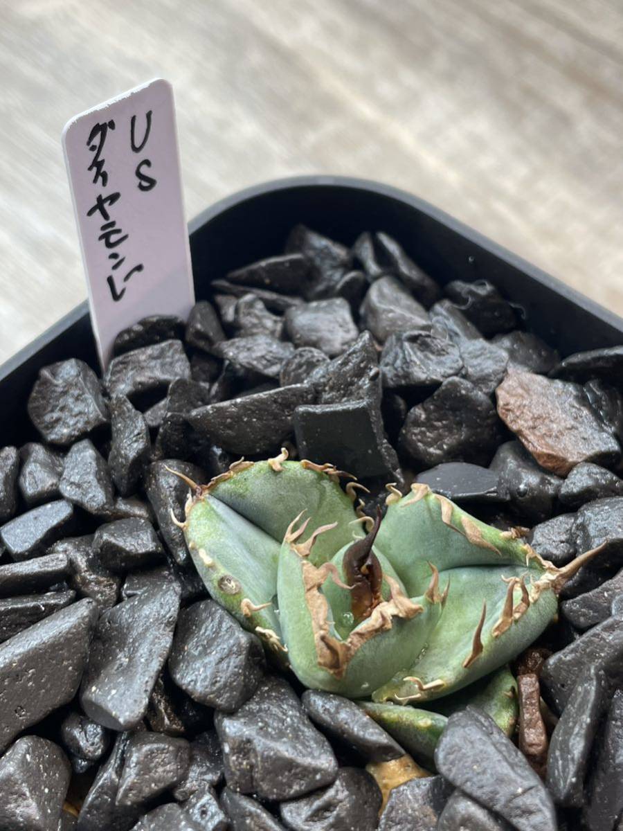 mt.fuji産発根済み子株】USダイヤモンド アガベ チタノタ 狂刺 mt.fuji産発根済み子株】USダイヤモンド アガベ チタノタ 狂刺