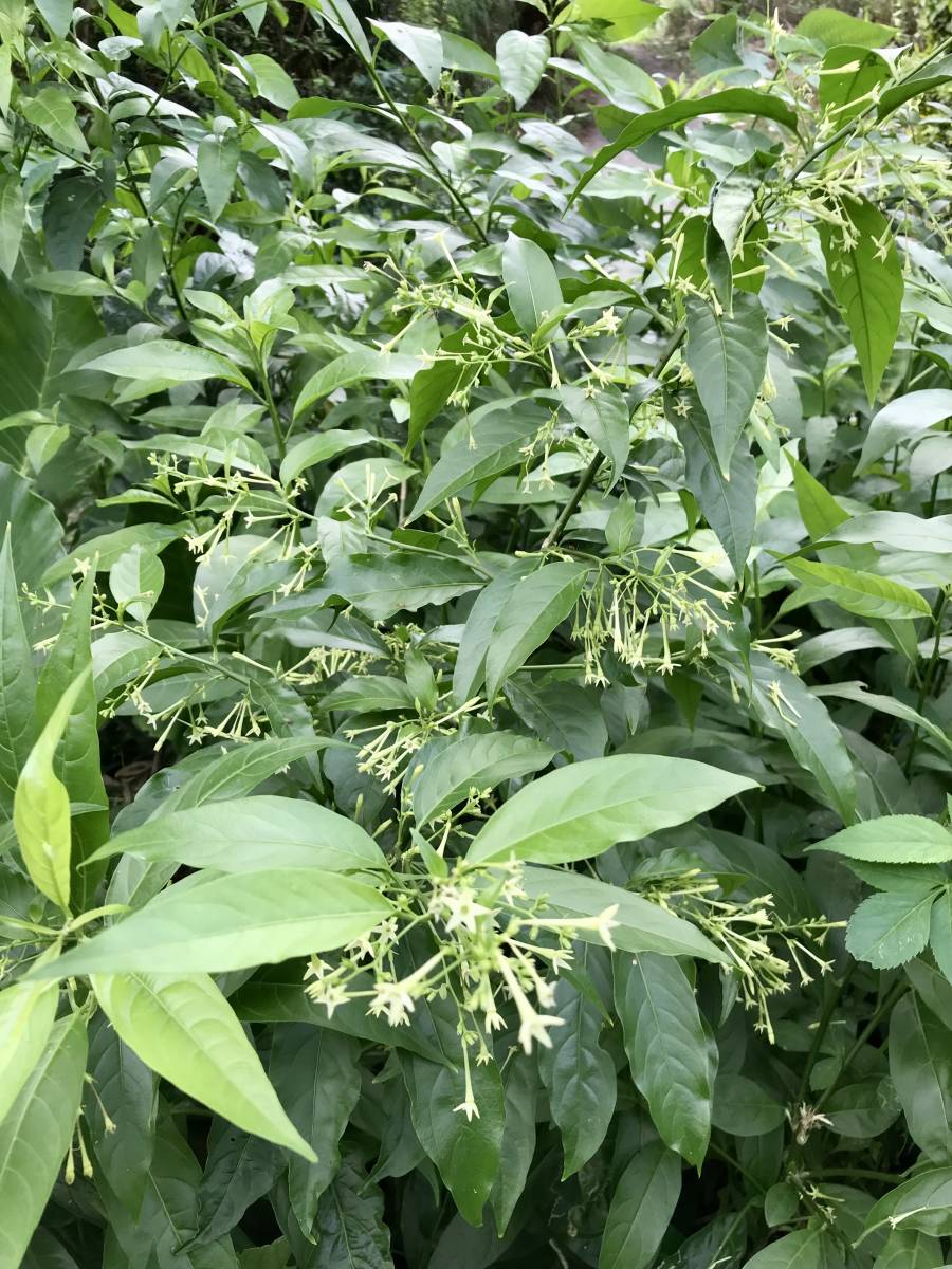 沖縄本島　やんばる産　ナイトジャスミン（夜香木）の鉢植え苗_画像5