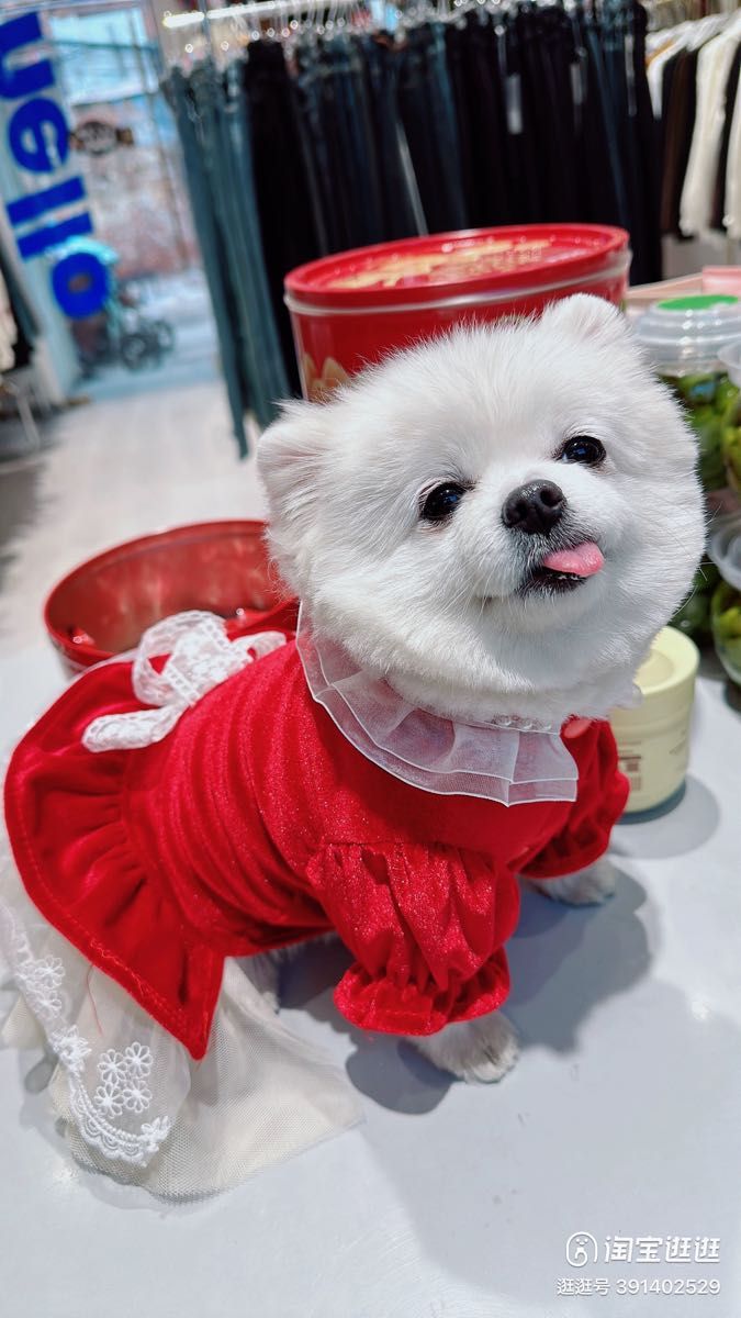 Msize 小型犬 犬服 プリンセスドレス ペット服 レッド ゴージャス フリフリ
