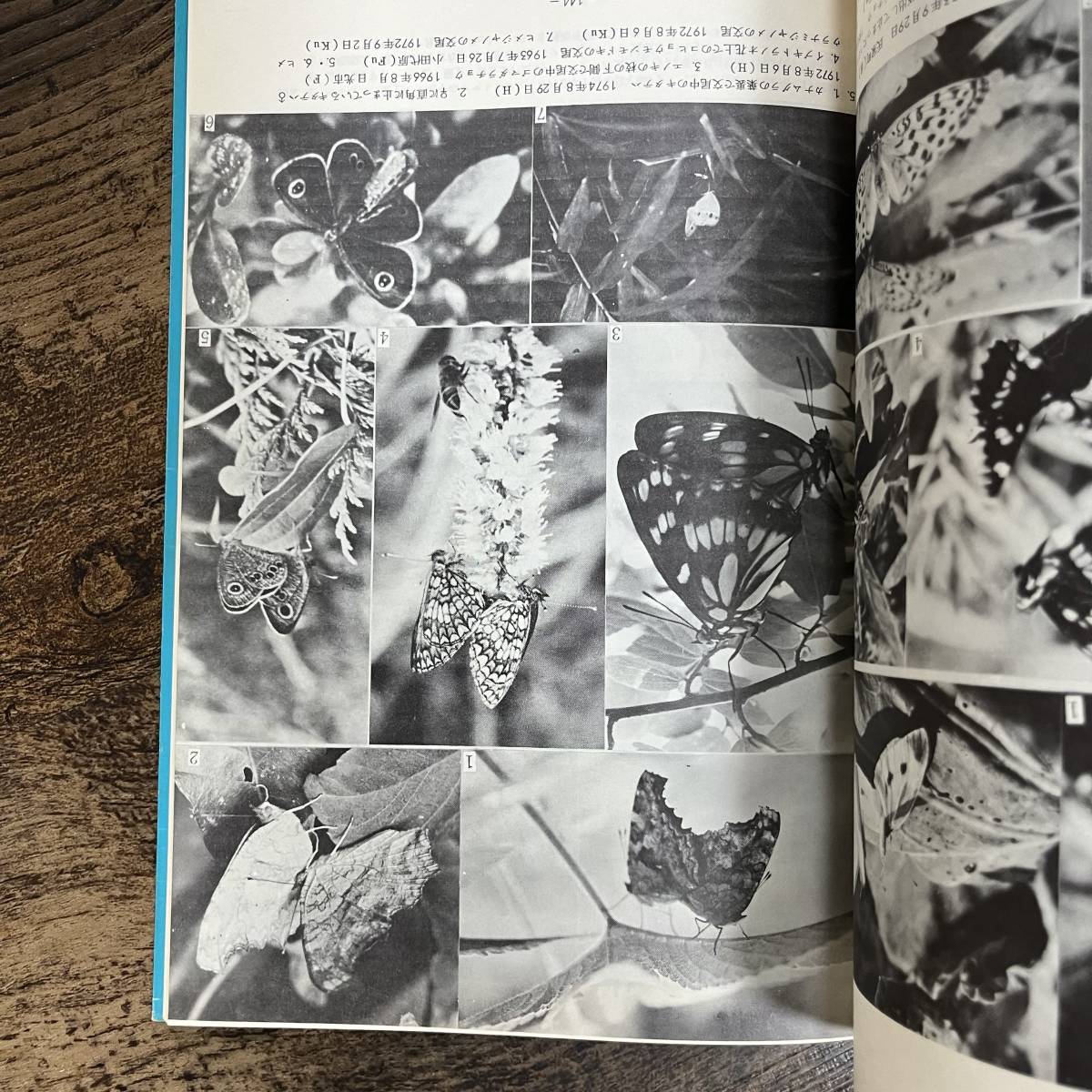 J-2919# Tochigi префектура. бабочка 1975# насекомое love ../ сборник #(1975 год ) Showa 50 год 8 месяц 1 день выпуск 