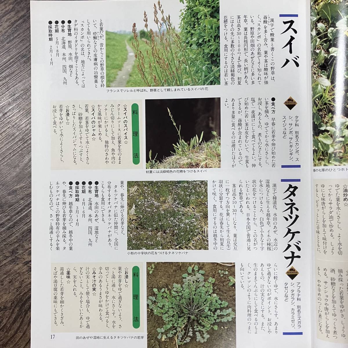 J-2924■山野草を食べる本ー食べられる山野草132種・きのこ30種ー■奥田重俊/監■講談社■1996年2月10日新装版第1刷発行■_画像8