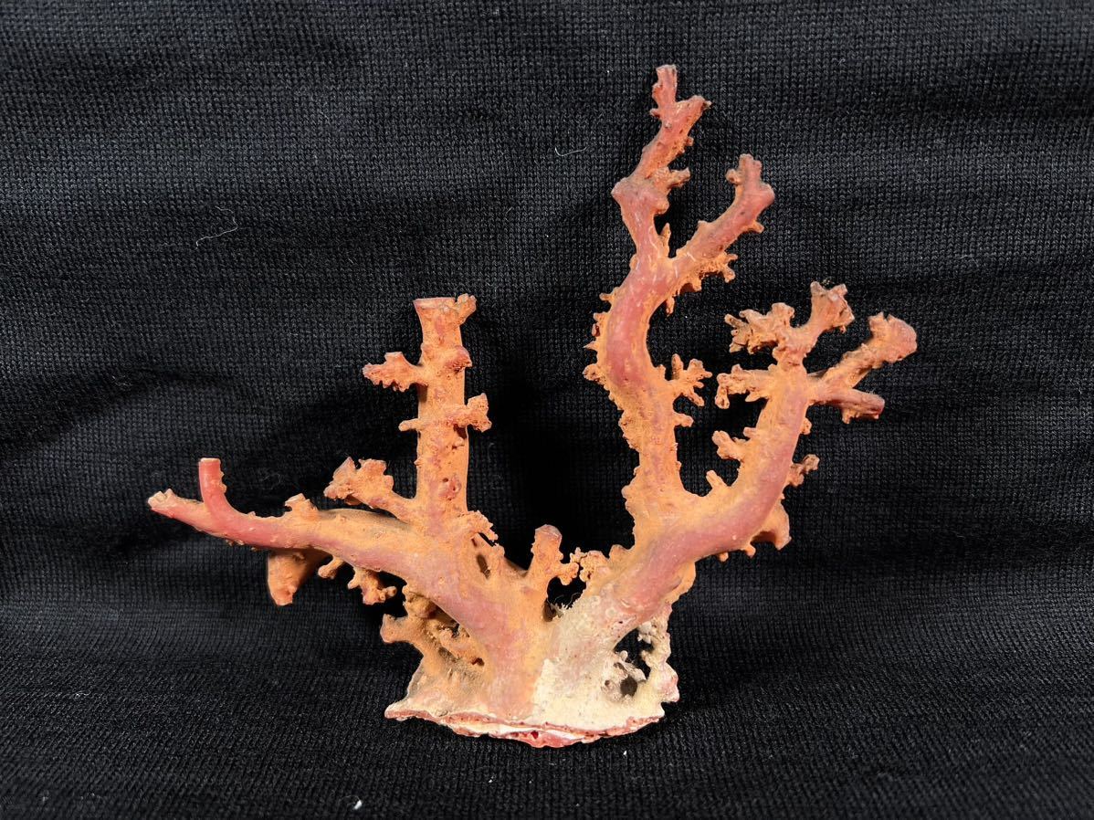 【売り切り】国産 天然本珊瑚 赤珊瑚 コーラル 原木 サンゴ 鑑賞 置物 加工 57g _画像1
