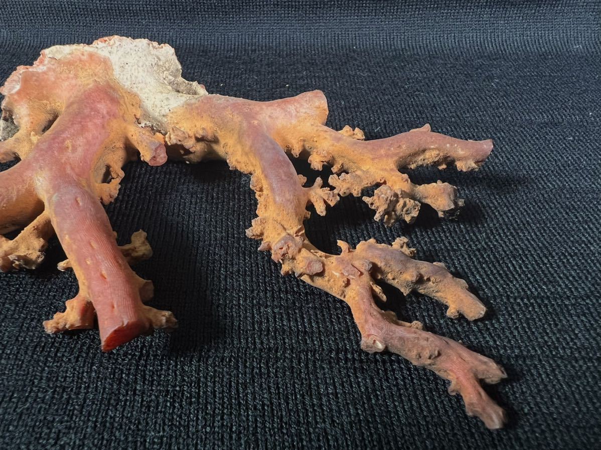 【売り切り】国産 天然本珊瑚 赤珊瑚 コーラル 原木 サンゴ 鑑賞 置物 加工 57g _画像5