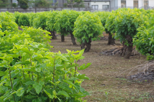 桑の葉茶（くわの葉茶）　葉っぱバラタイプ　９０ｇ入り　熊本県産１００％　大阿蘇の森　小林薬品販売株式会社製造