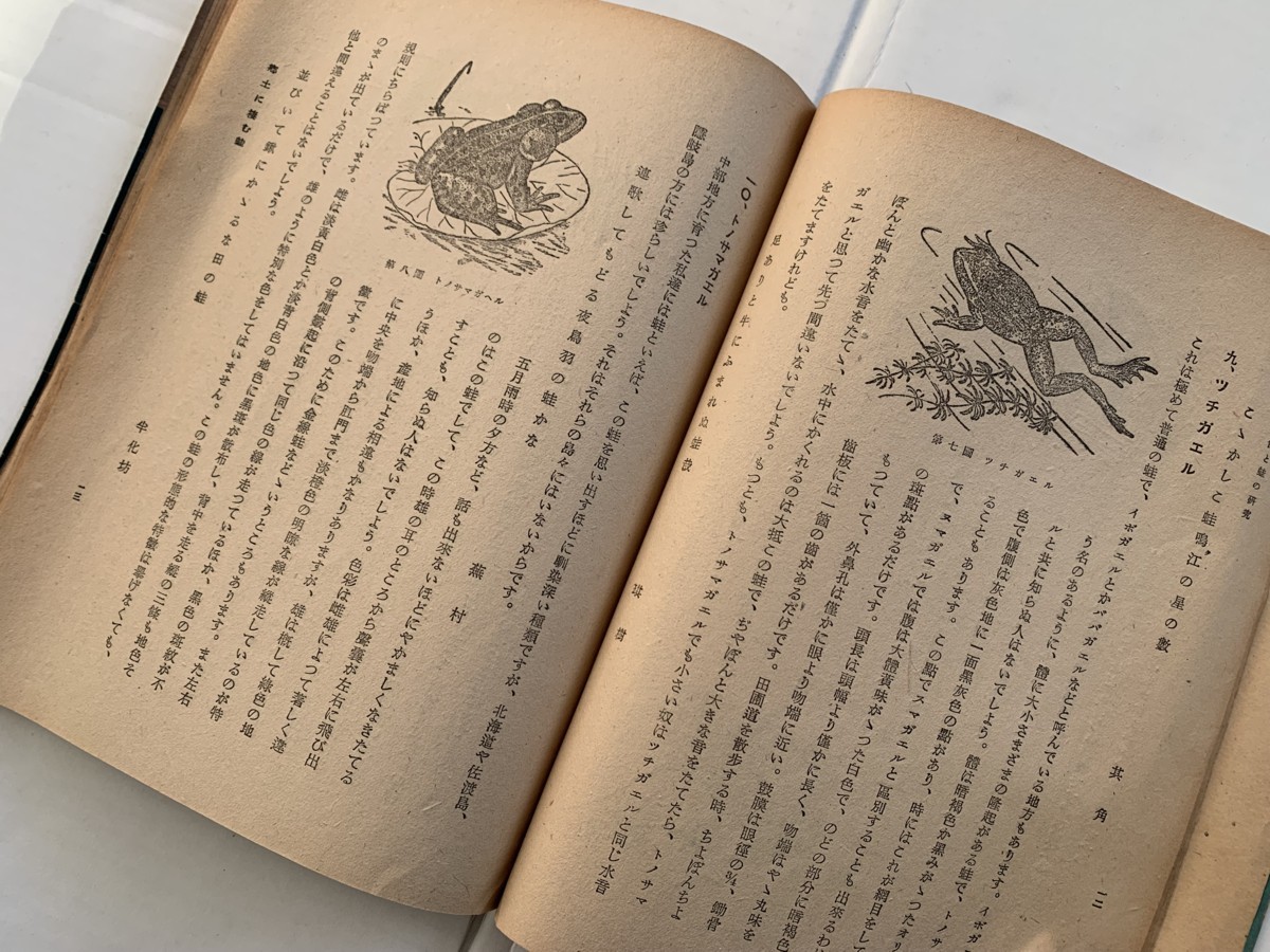 ★子供と蛙の研究★富書店★昭和22年(1947年)発行★_画像5