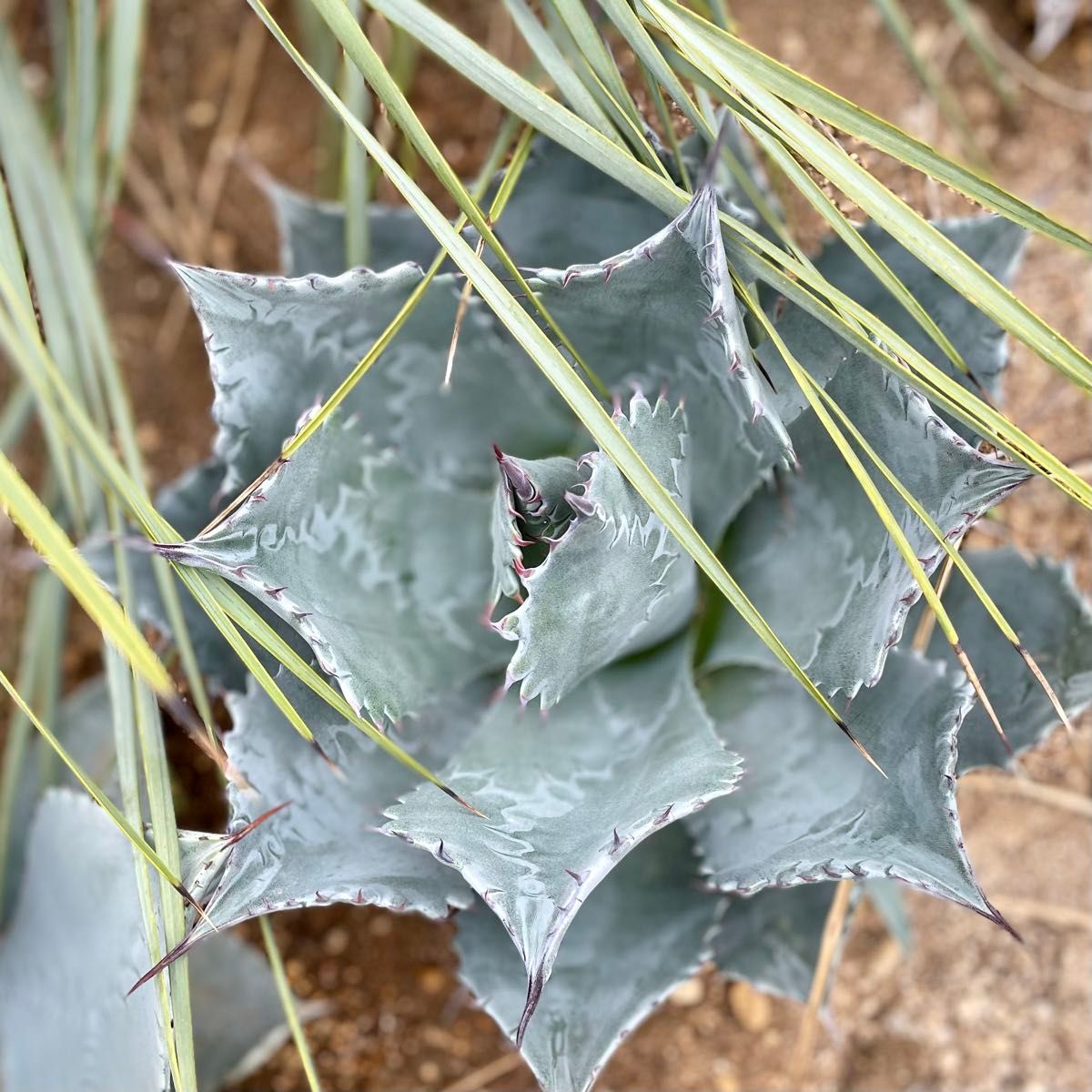 Hybrid Agave blue wave ハイブリッドアガベ ブルーウェーブ Hybrid Agave blue wave ハイブリッドアガベ ブルーウェーブ