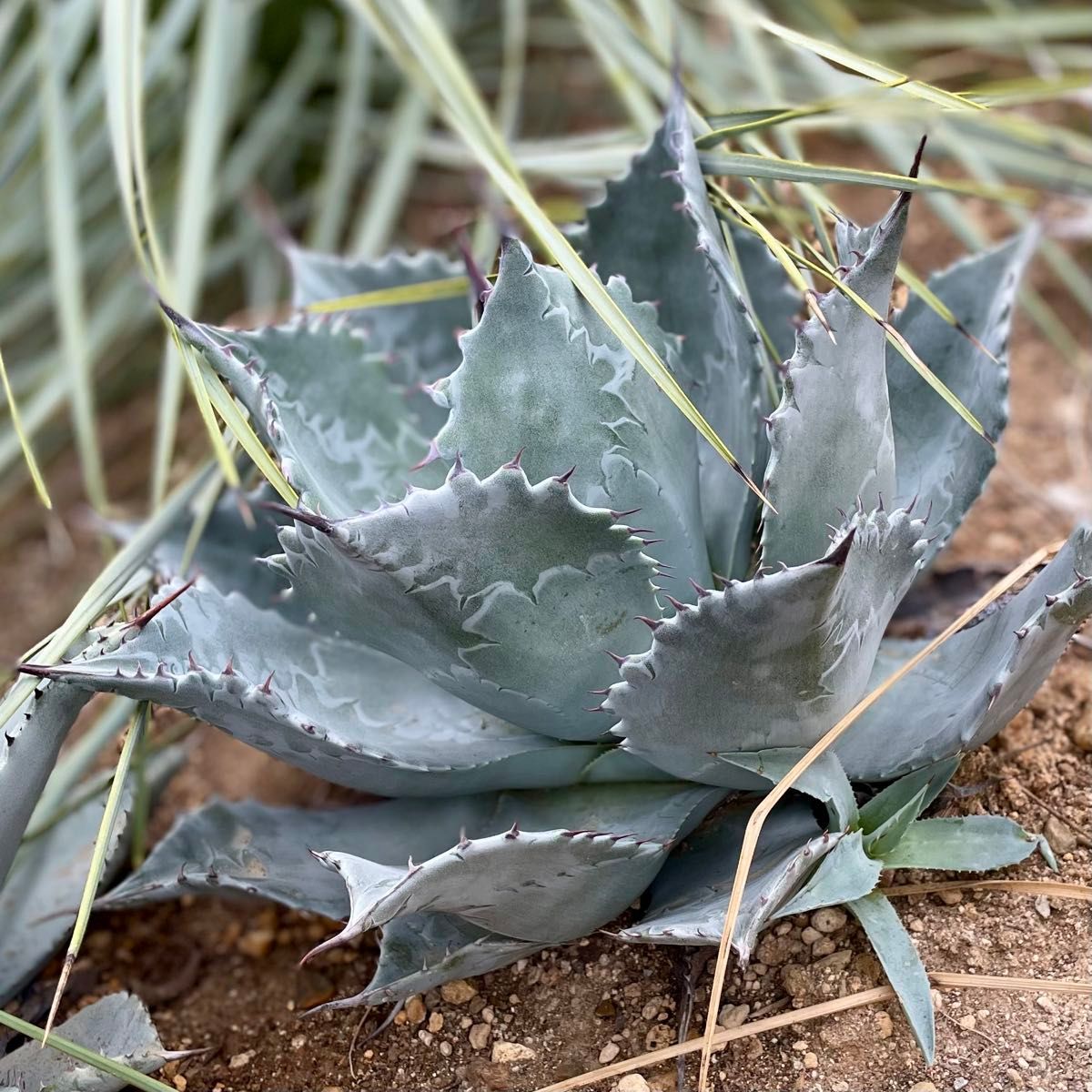 Hybrid Agave blue wave ハイブリッドアガベ ブルーウェーブ Hybrid Agave blue wave ハイブリッドアガベ ブルーウェーブ