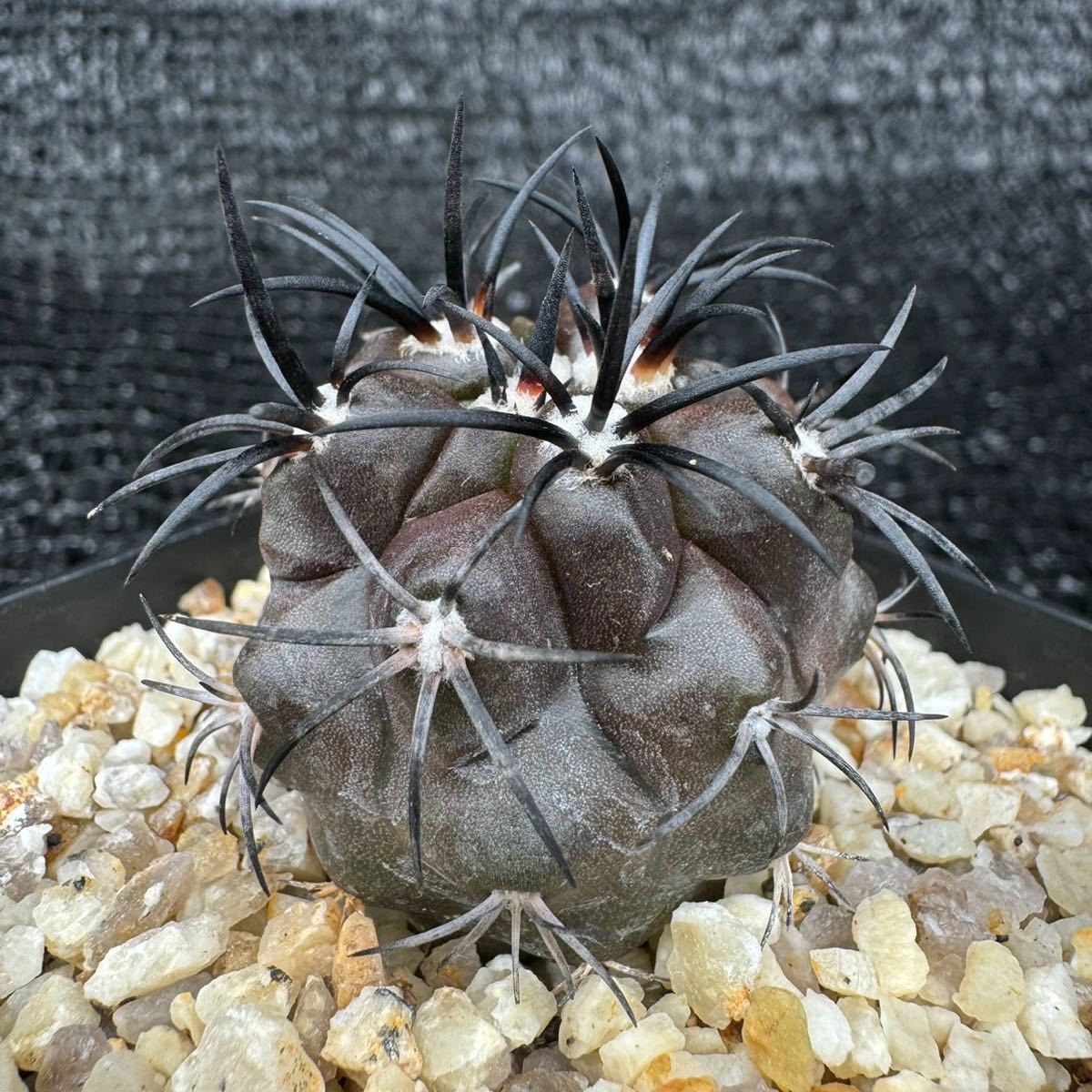 Copiapoa dura 実生_画像4