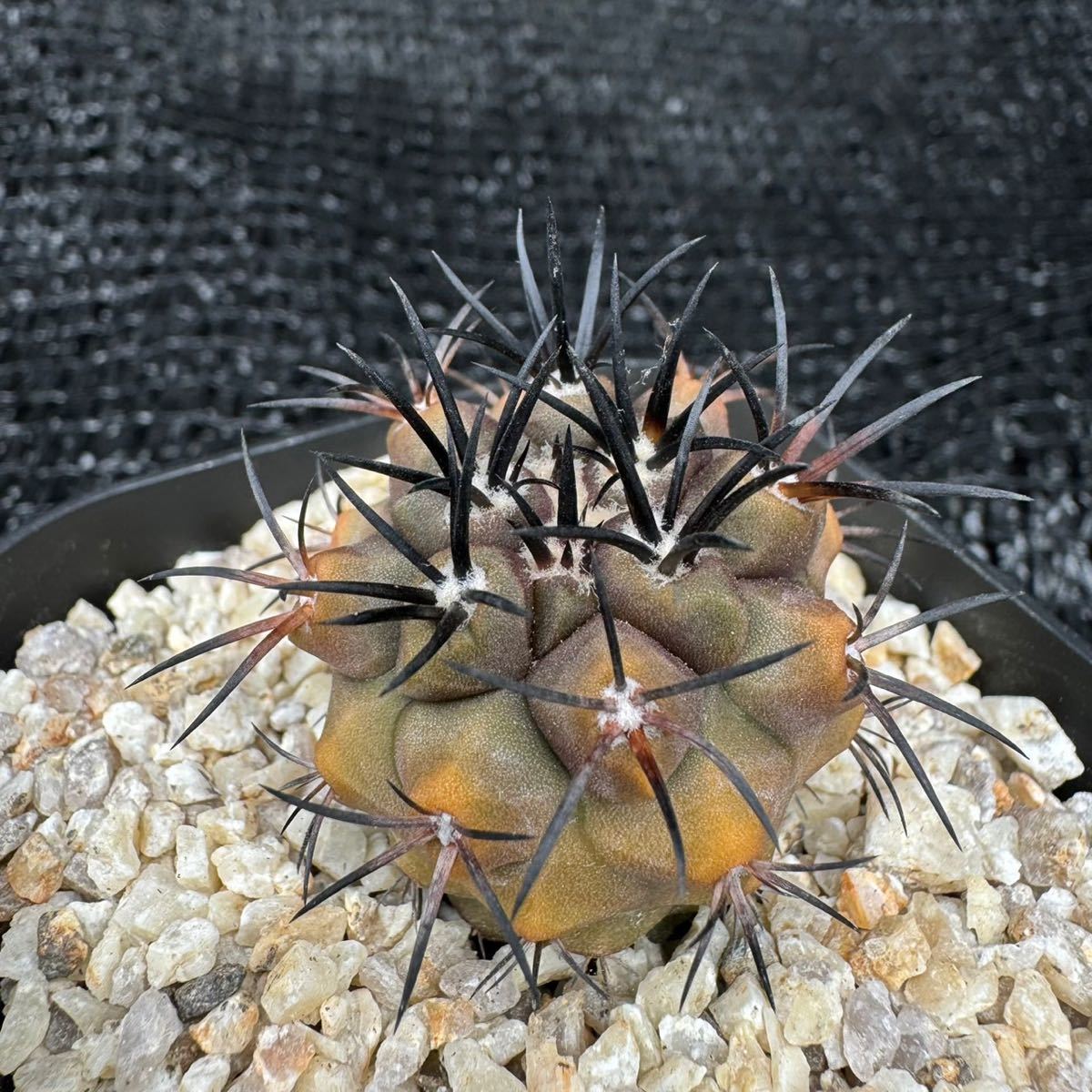 Copiapoa dura錦　実生_画像2