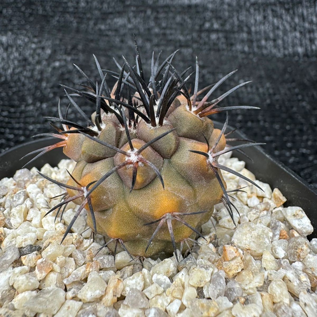 Copiapoa dura錦　実生_画像4