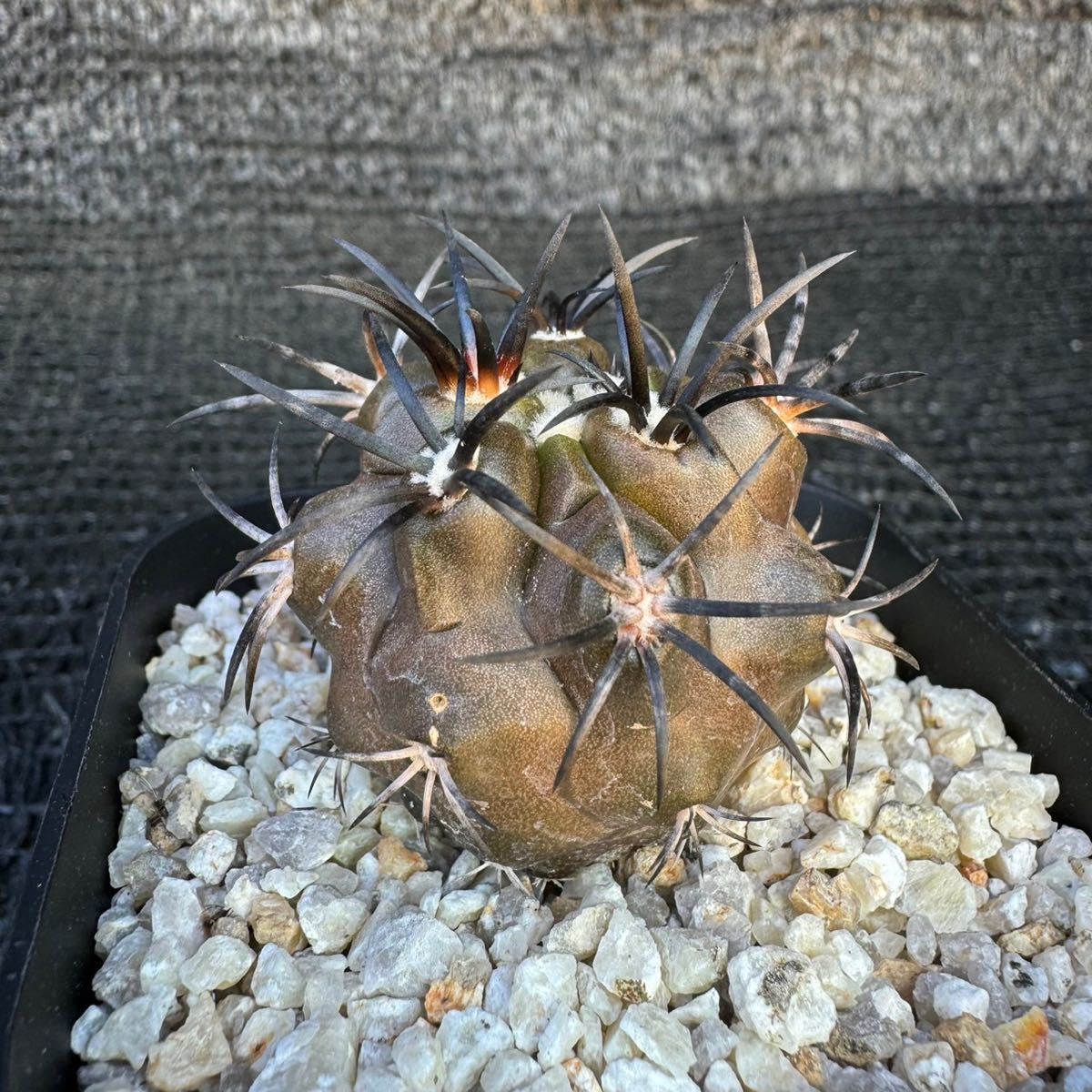 Copiapoa dura 実生_画像1