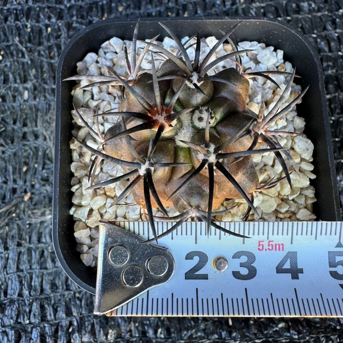 Copiapoa dura 実生_画像6