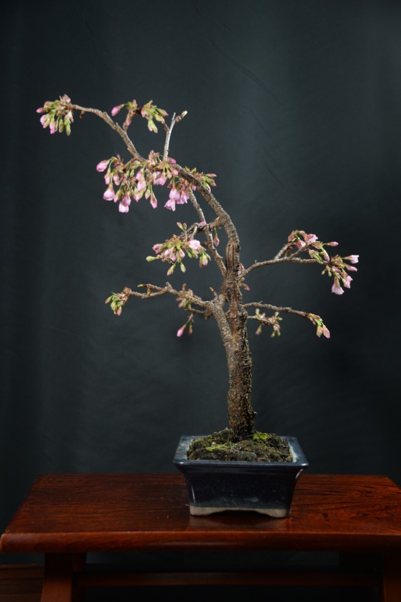 [ red pine .] bonsai *hi can Sakura *