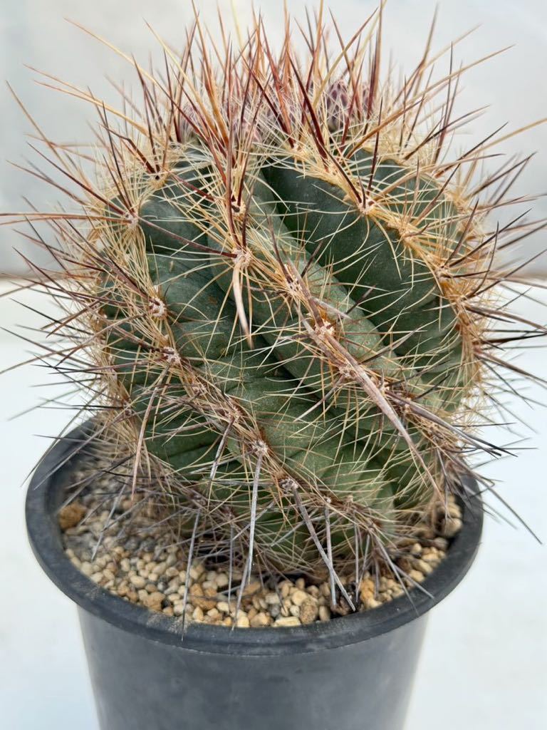 22 テロカクタス・ラウッセリ Thelocactus lausseri 実生・サボテン 多肉植物 _画像7