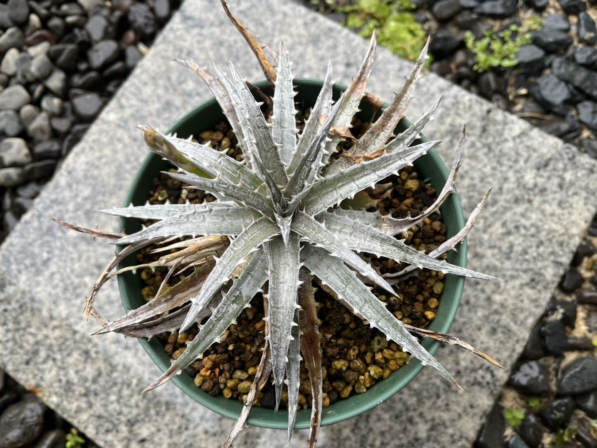 【 Dyckia macedoi x Zinfandel F2 】 ディッキア アナナス No.1_画像2