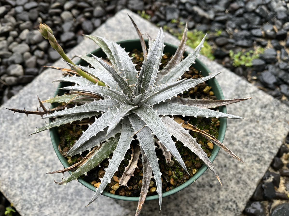 【 Dyckia macedoi x Zinfandel F2 】 ディッキア アナナス No.2_画像1