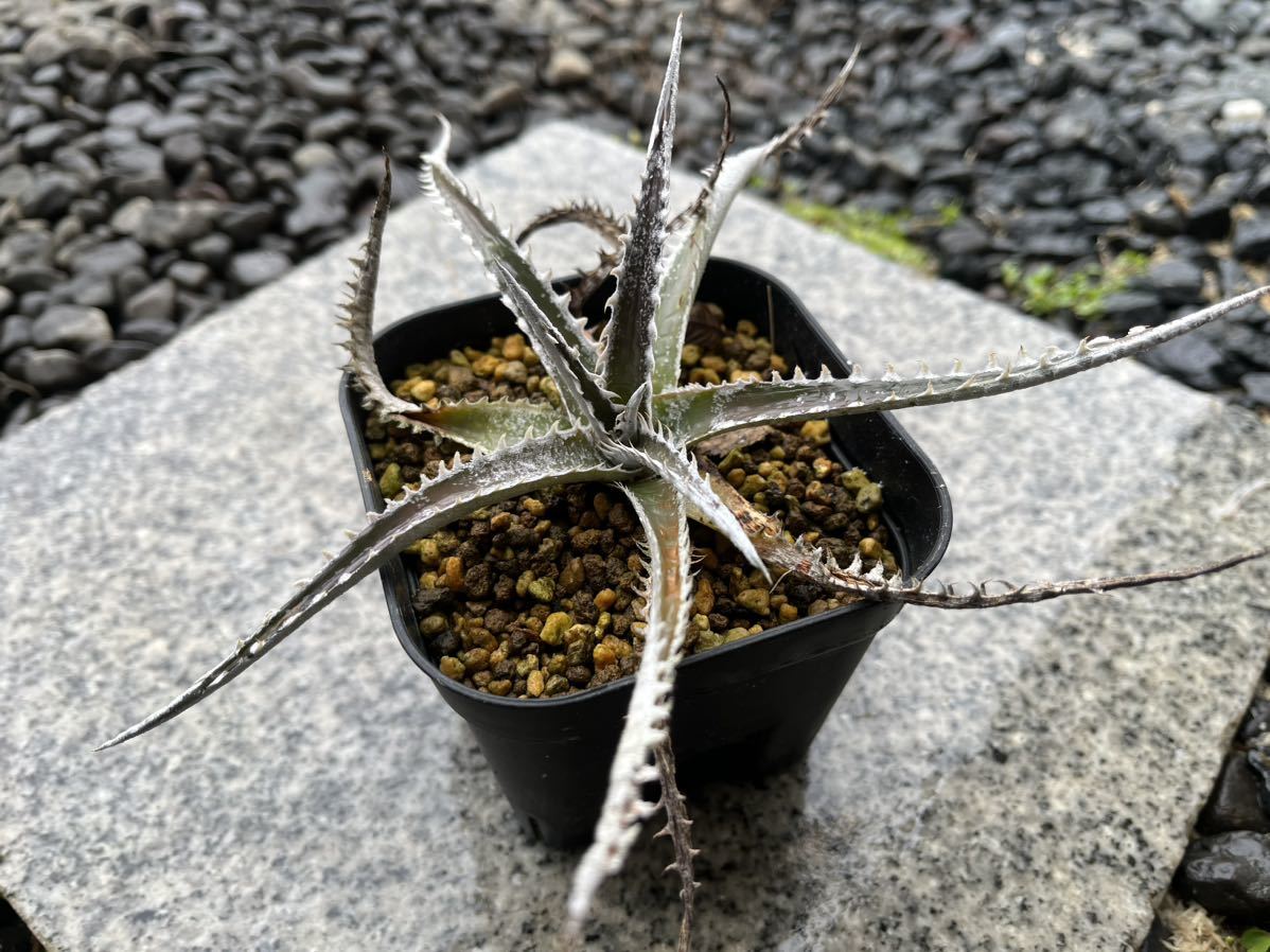 【 Dyckia Tarzan x Bangkok Star 】 ディッキア アナナス No.2_画像1