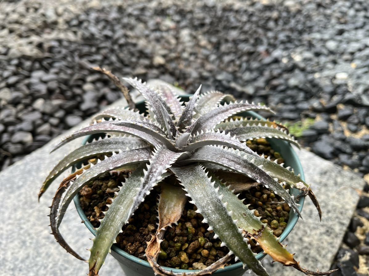 【 Dyckia California 】 ディッキア アナナス No.2_画像1