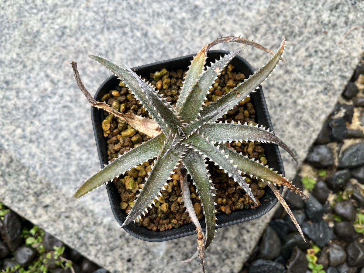 【 Dyckia California 】 ディッキア アナナス No.3_画像2