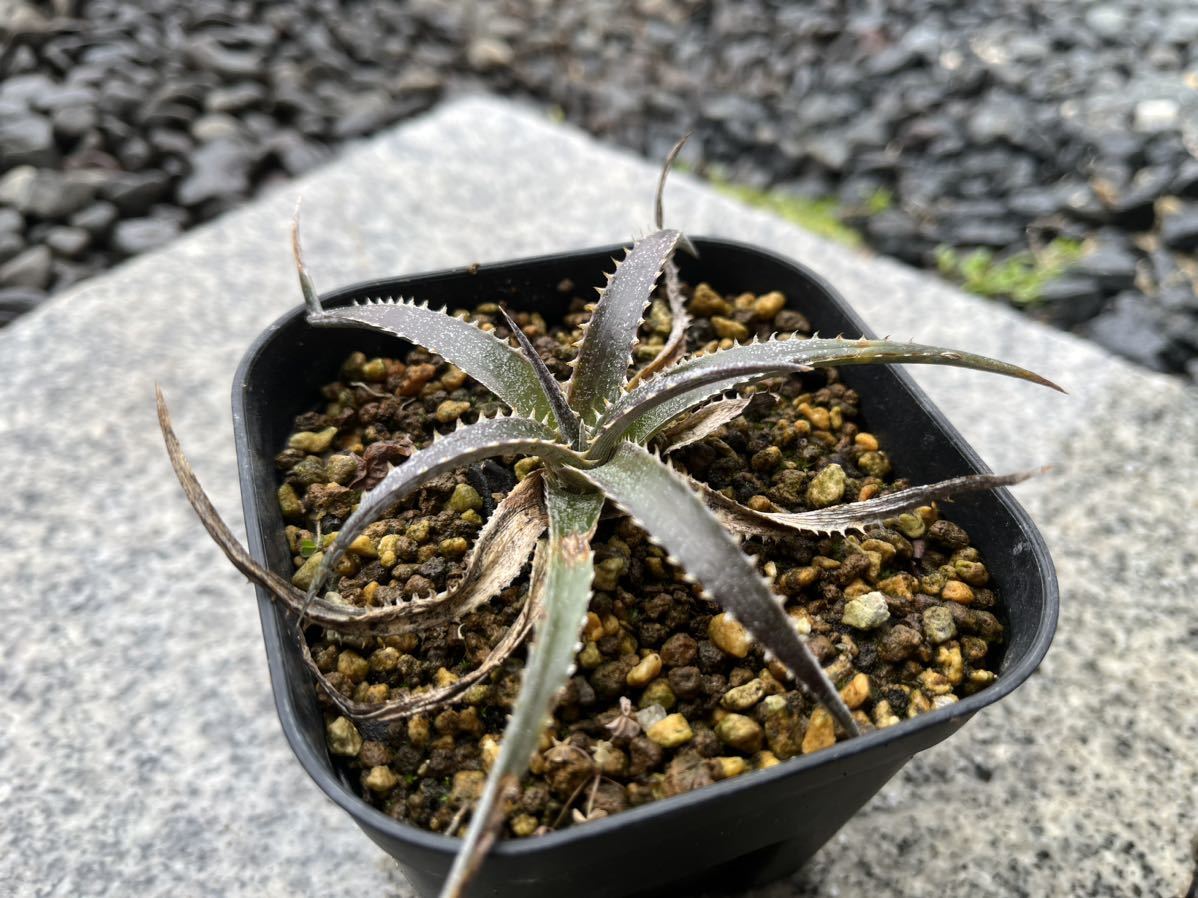 【 Dyckia California 】 ディッキア アナナス No.5_画像1