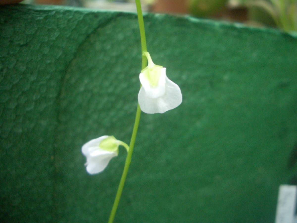 食虫植物　ウトリキュラリア　10点セット_参考写真、ウトリカリキフイダ白花