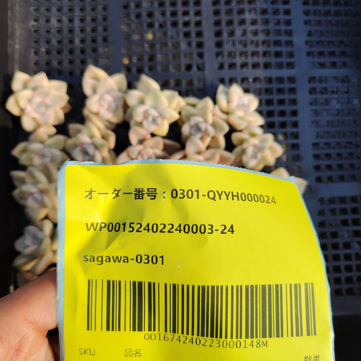 多肉植物25個 0301-QYYH000024 ティチュバンズ錦 エケベリア　カット 寄植え-　千葉MS基地 _画像3