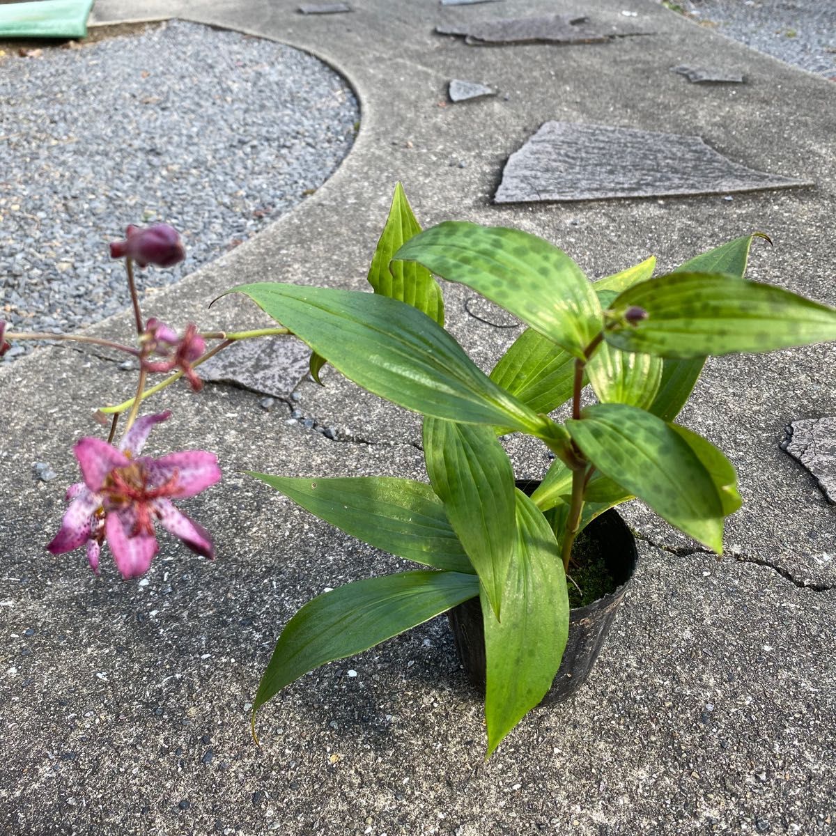 ☆ほととぎす／山野草♪宿根草☆毎年咲く♪値下げしました