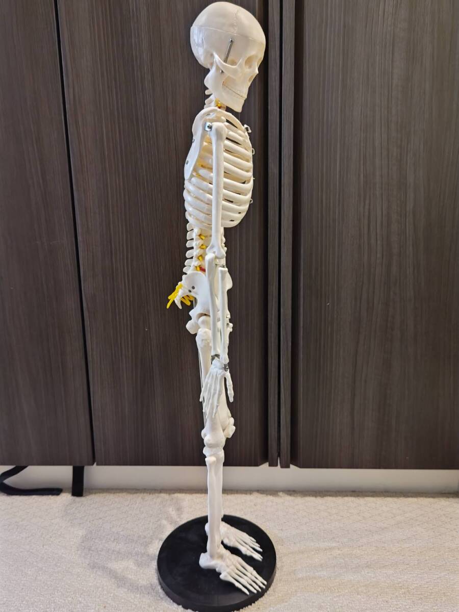 人体模型　美容　学習　骨格　勉強【高品質】人体骨格模型 直立 高精度 1/2 モデル 脊髄神経根 椎骨動脈スタンド付き 医学 教材 85cm　　　_画像4