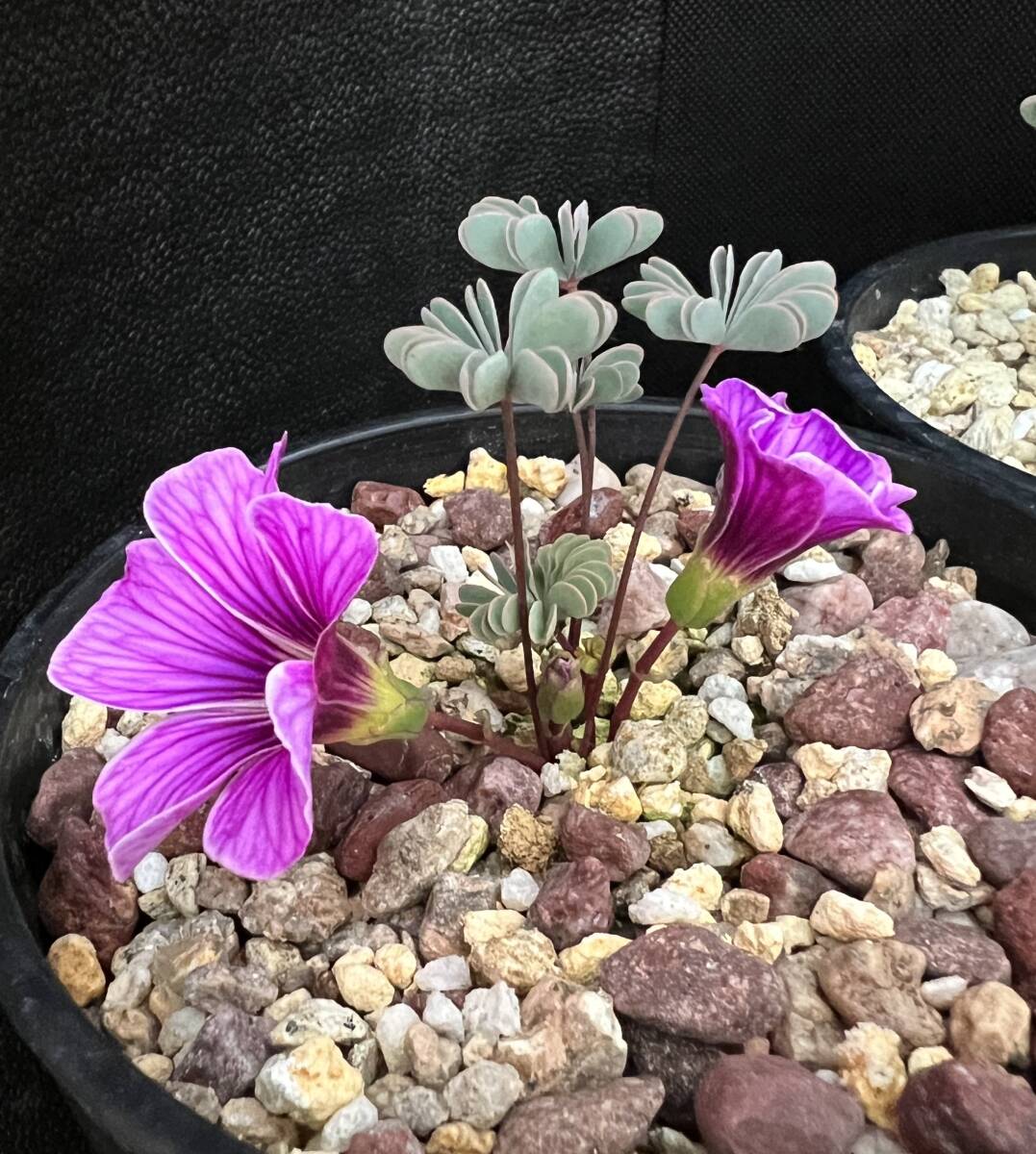 Oxalis enneaphylla 'Patagonia'・今年最後です・オキザリス パタゴニア・観葉植物・山野草・パルダリウム・ビバリウム・洋蘭原種・球根_画像4