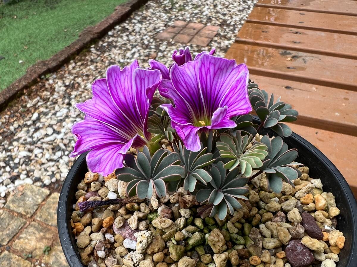 Oxalis enneaphylla 'Patagonia'　B・オキザリス パタゴニア・観葉植物・山野草・パルダリウム・ビバリウム・洋蘭原種_開花参考です