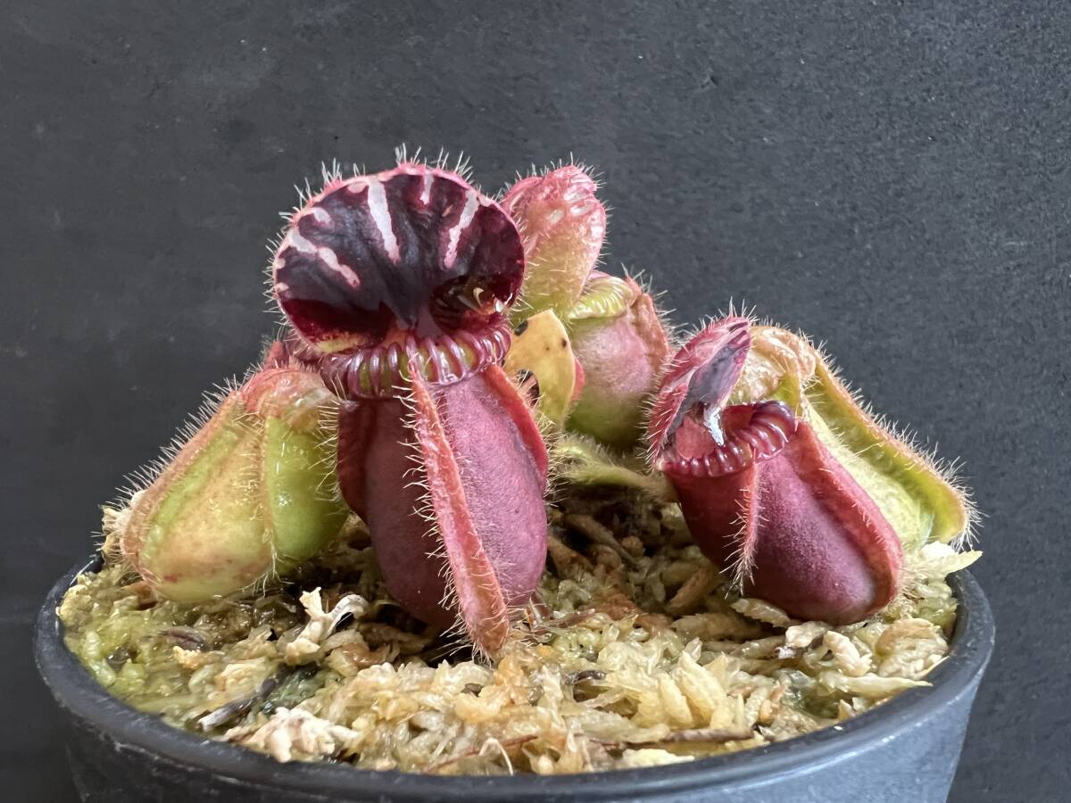Yahoo!オークション - Cephalotus follicularis ”Fred Howell Yahoo!オークション - Cephalotus follicularis ”Fred Howell