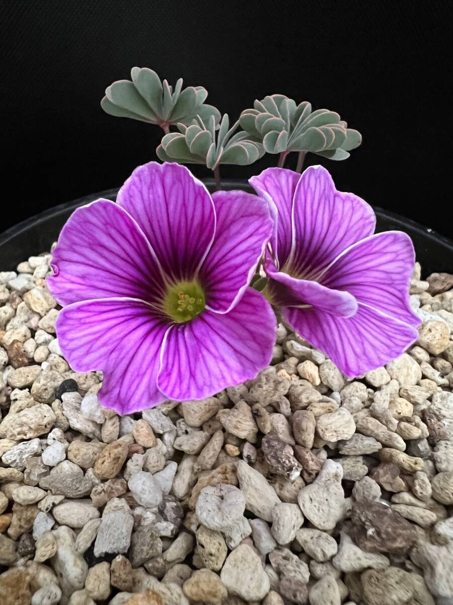 Oxalis enneaphylla 'Patagonia'　B・オキザリス パタゴニア・観葉植物・山野草・パルダリウム・ビバリウム・洋蘭原種_開花参考です