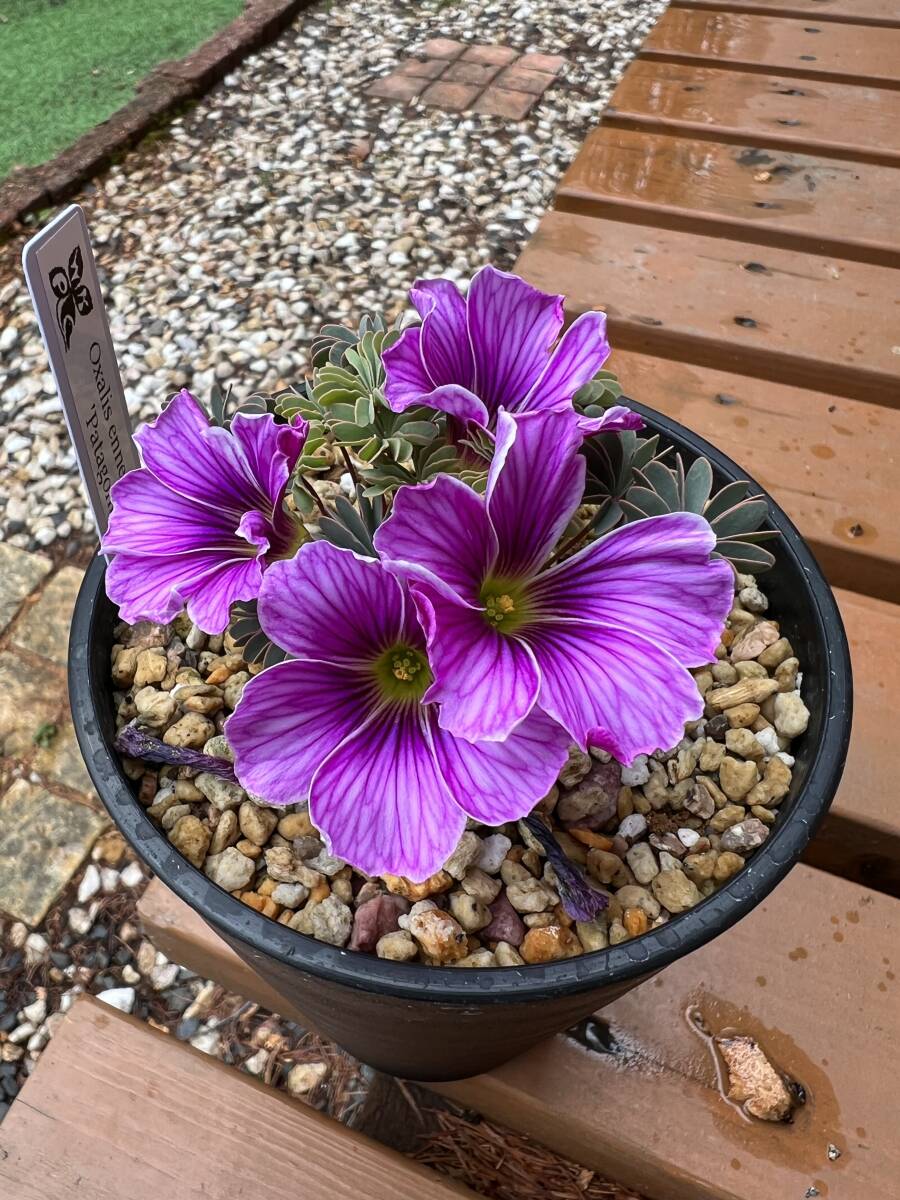 Oxalis enneaphylla 'Patagonia'・今年最後です・オキザリス パタゴニア・観葉植物・山野草・パルダリウム・ビバリウム・洋蘭原種・球根_開花参考です。