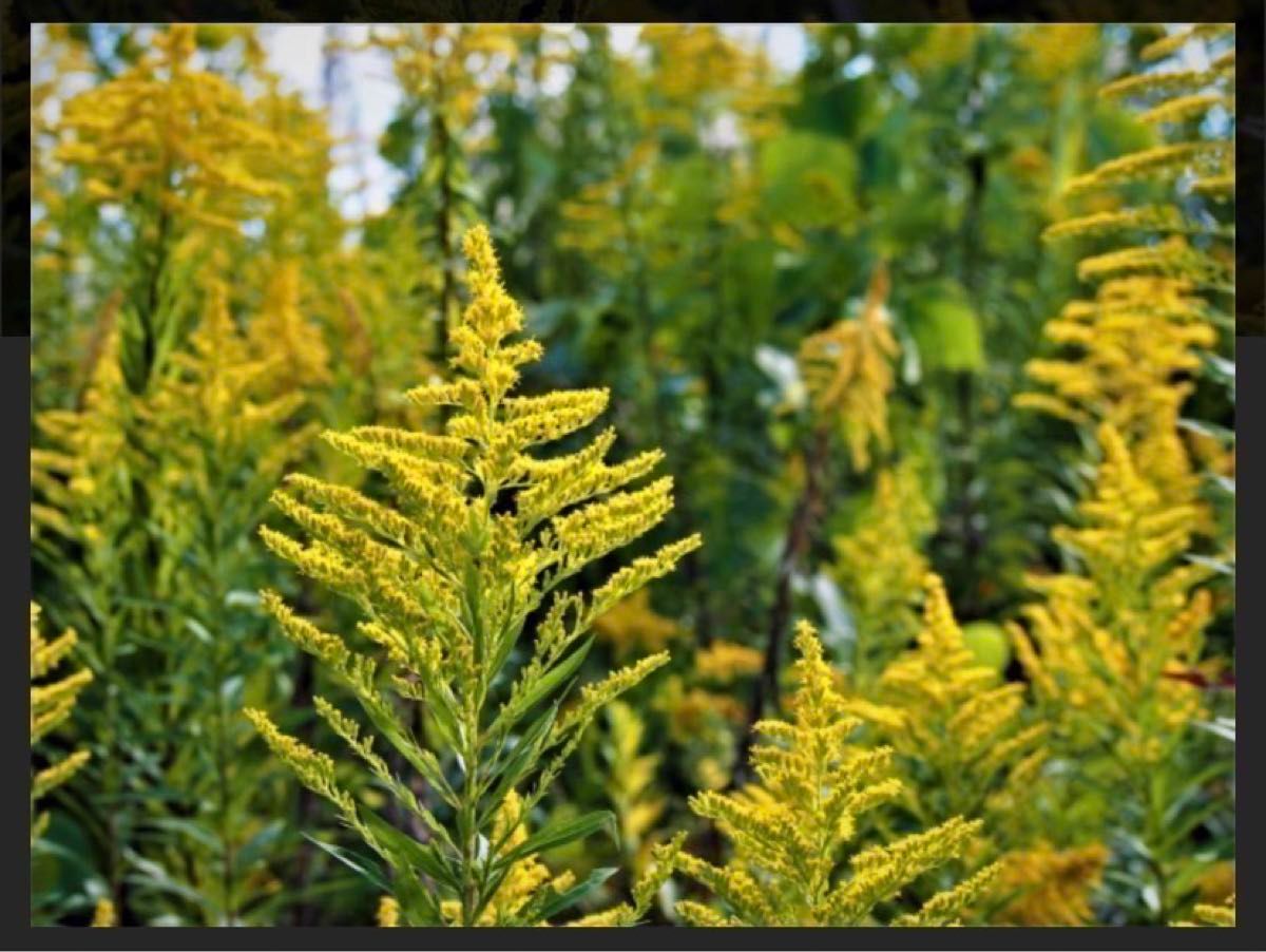 【個包装パック】背高泡立草 大容量1kg セイタカアワダチソウ 薬湯 天然素材　お買い得　おまとめ