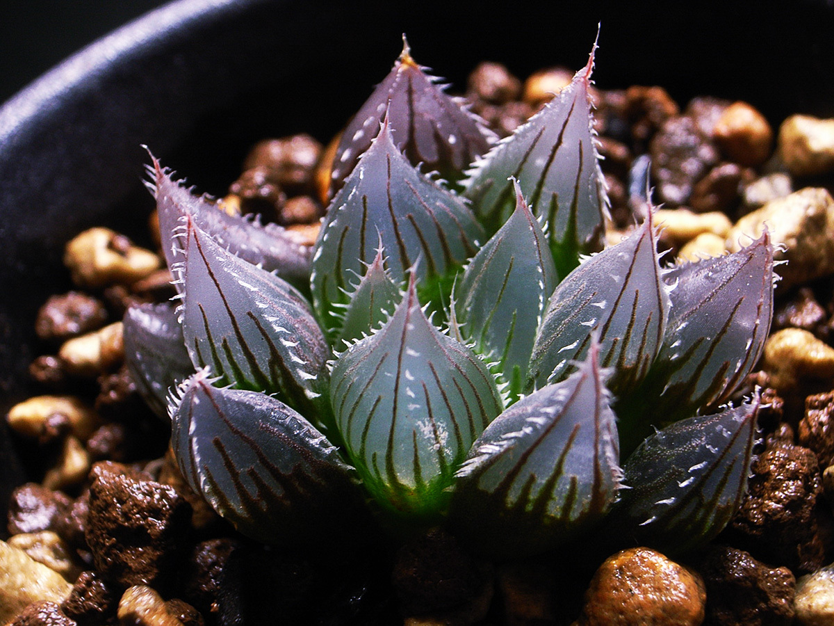 【 原種】ハオルチア サリナ IB08618 ( IB40145 ) Red House / 多肉植物 Haworthia salina IB08618 ( IB40145 ) Red House _画像2