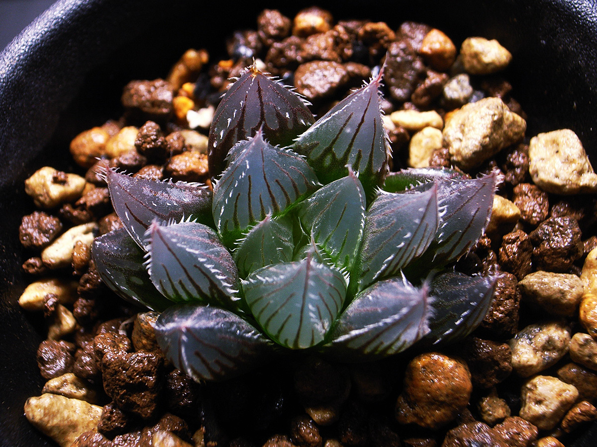 【 原種】ハオルチア サリナ IB08618 ( IB40145 ) Red House / 多肉植物 Haworthia salina IB08618 ( IB40145 ) Red House _画像3