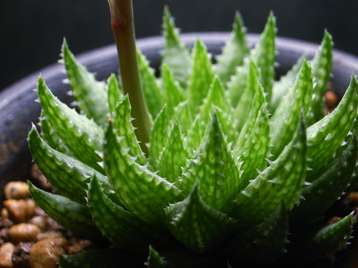 【原種】ハオルチア レティキュラータ IB8855 / 多肉植物 Haworthia reticulata IB8855 Buitenhof, turnoff to McGregor_画像2