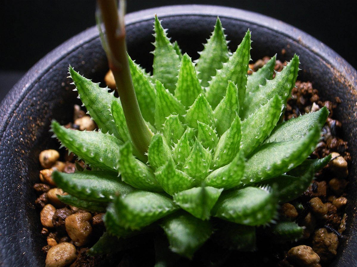 【原種】ハオルチア レティキュラータ IB8855 / 多肉植物 Haworthia reticulata IB8855 Buitenhof, turnoff to McGregor_画像3