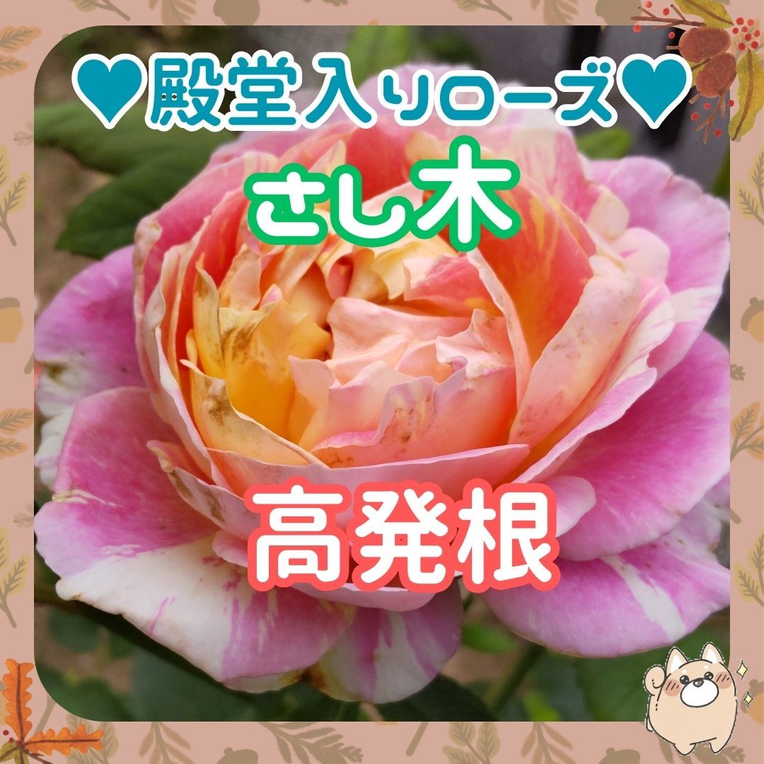 ◆送料￥73～◆高発根率①クロードモネx3本挿し穂【殿堂入りローズ】バラ花付きもちが良い_画像1