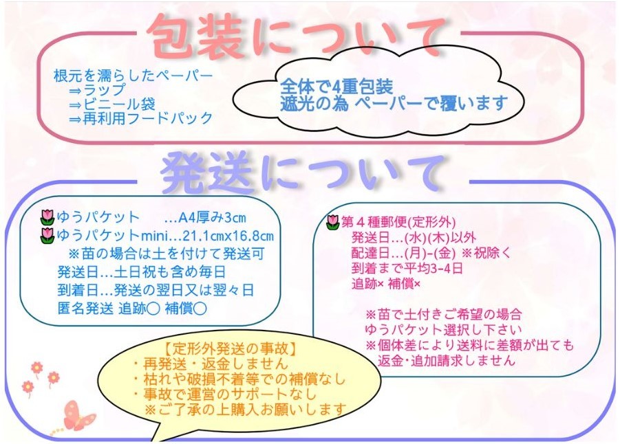 ◆送料￥73～◆高発根率①クロードモネx3本挿し穂【殿堂入りローズ】バラ花付きもちが良い_画像8