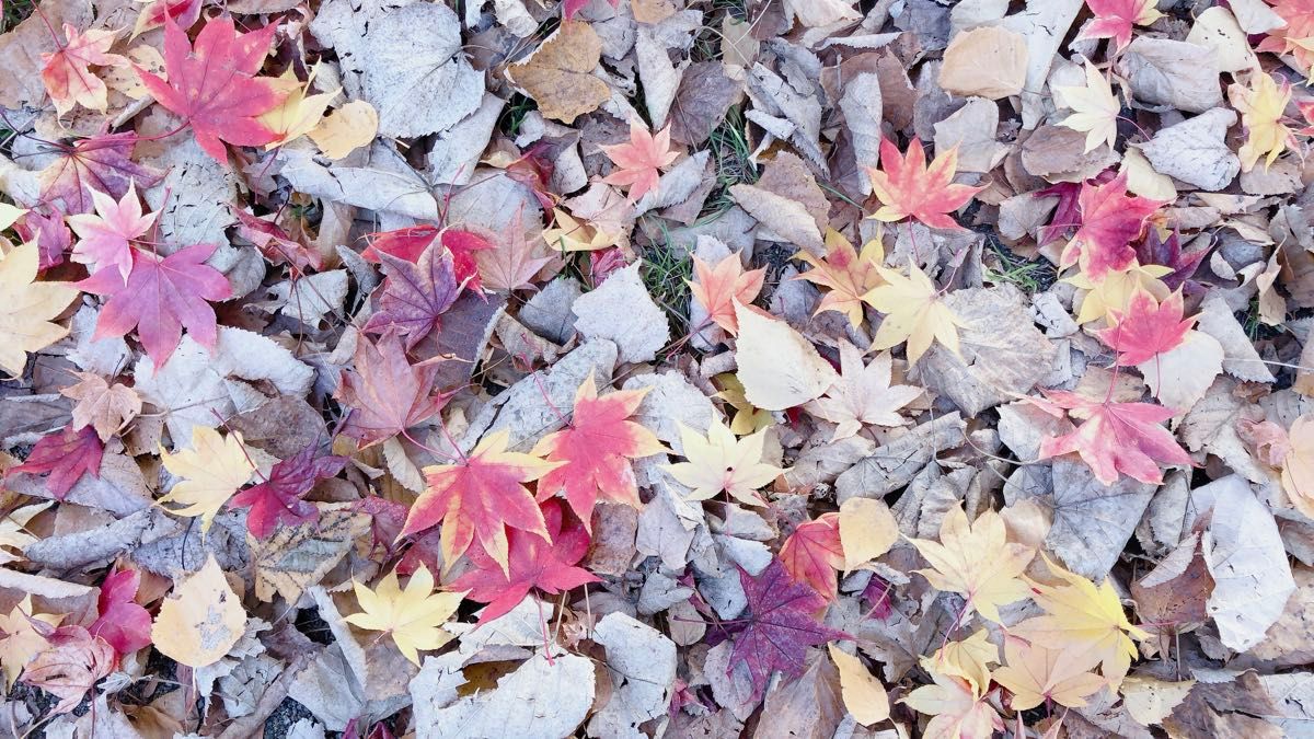 北海道の秋　紅葉　押し花　さくら　イチョウ　もみじ　ミックスセット　　30枚