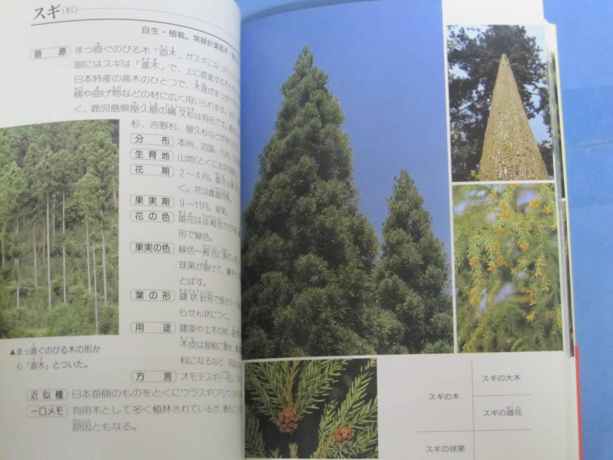 携帯版・名前といわれ 木の写真図鑑(1) 早春から初夏まで(著者：杉村 昇／発行：偕成社・1998年)_画像4