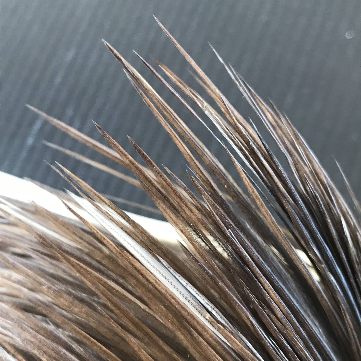 METZ/メッツ コックネックハックル チョコレートダン Cock Neck Hackle Chocolate Dun 新品 サーモンフライ ドライ ウェット テンカラ 毛鉤_画像8