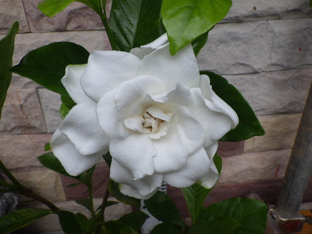 7869100-120* gardenia : goods kind unknown * white flower * evergreen low tree * sapling * seedling *15cmpot!