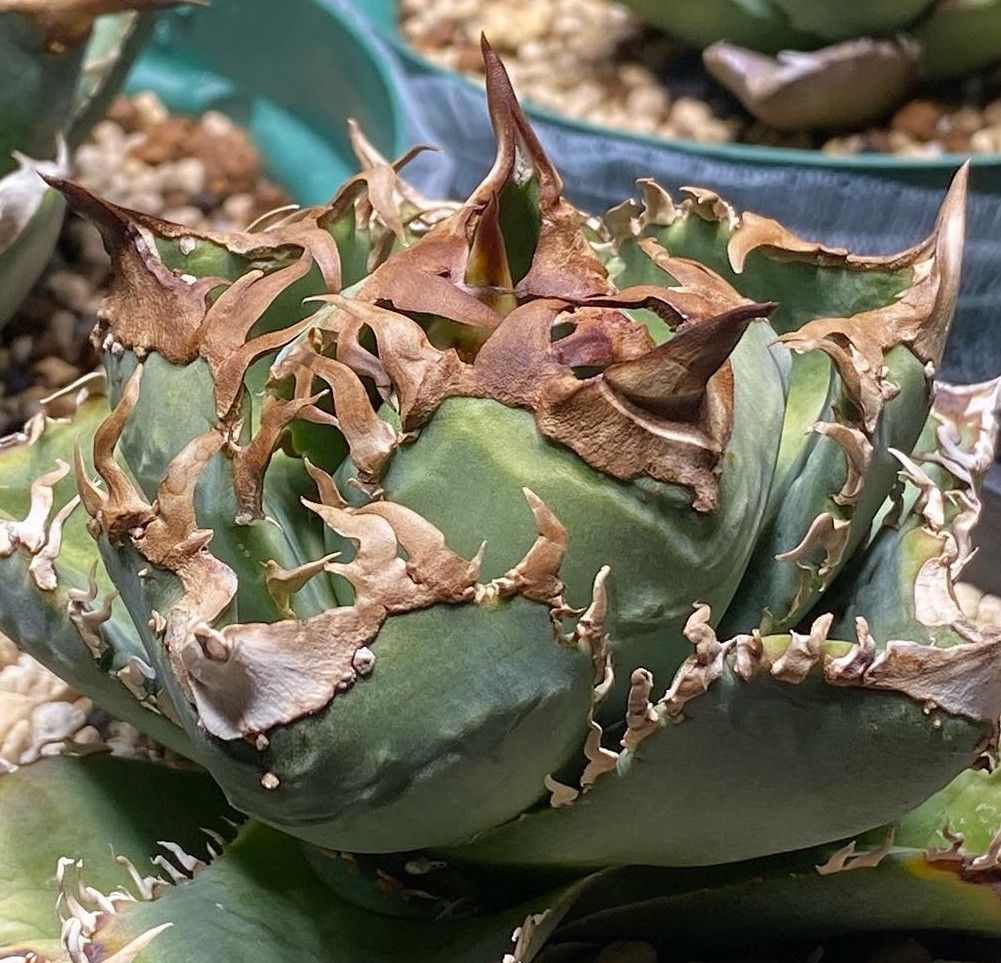 221多肉植物 アガベ チタノタAgave titanota ‘Blackfire’