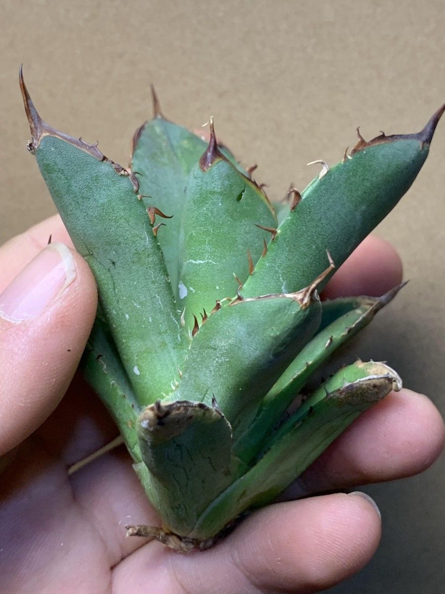 221多肉植物 アガベ チタノタAgave titanota ‘Blackfire’